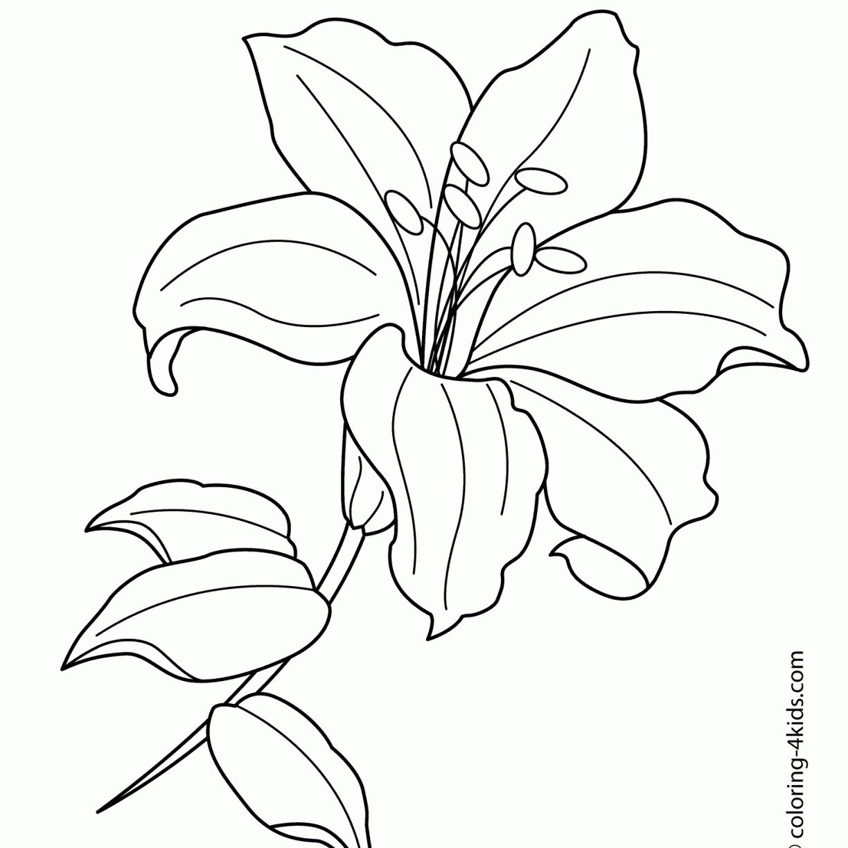 Easter Lily Coloring Page 11