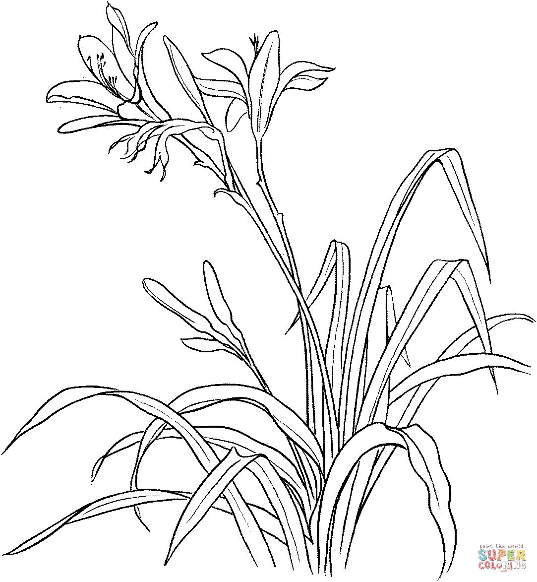 Easter Lily Coloring Page 12