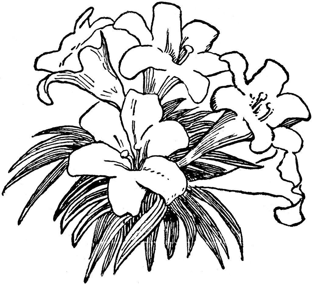 Easter Lily Coloring Page 14