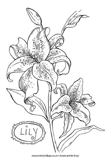 Easter Lily Coloring Page 20