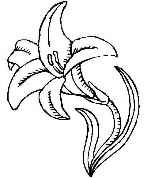 Easter Lily Coloring Page 44